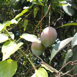 Temporada de mangos pasa desapercibida