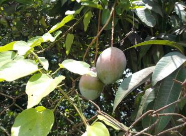 Temporada de mangos pasa desapercibida