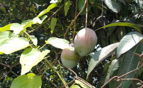 Temporada de mangos pasa desapercibida