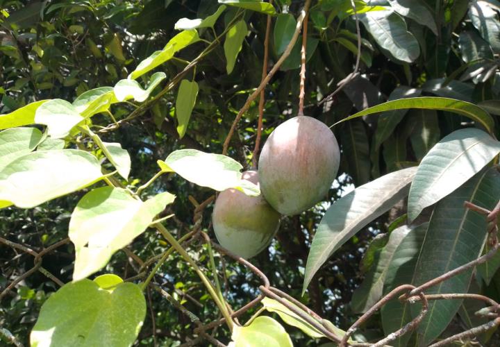 Temporada de mangos pasa desapercibida