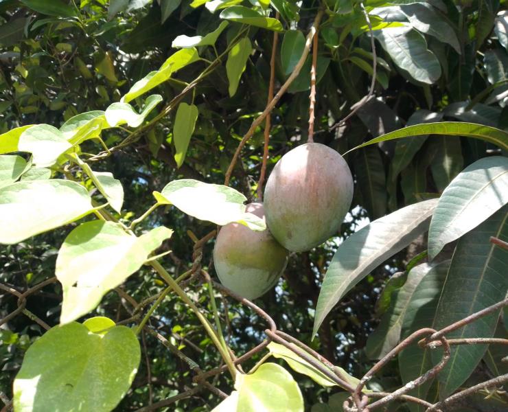 Temporada de mangos pasa desapercibida