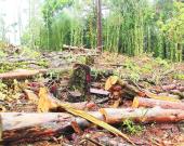 Crisis ambiental en la Huasteca