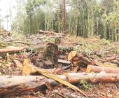 Crisis ambiental en la Huasteca