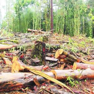 Crisis ambiental en la Huasteca