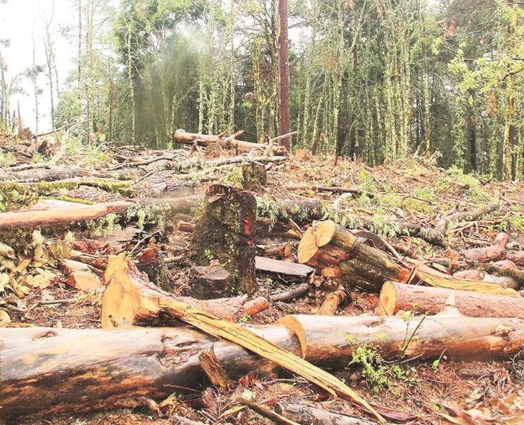 Crisis ambiental en la Huasteca
