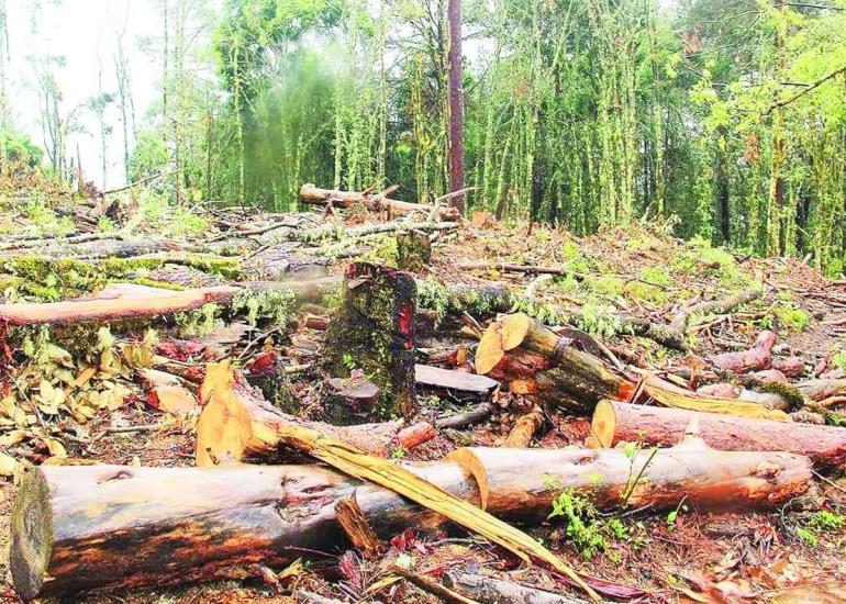 Crisis ambiental en la Huasteca