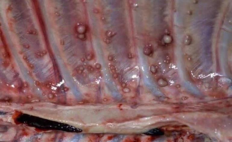 Cisticercosis por rastros ilegales 