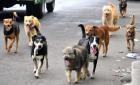 Perros una amenaza  para la salud pública
