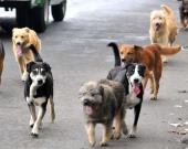 Perros una amenaza  para la salud pública