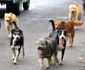 Perros una amenaza  para la salud pública