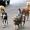 Perros una amenaza  para la salud pública