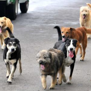 Perros una amenaza  para la salud pública
