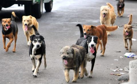 Perros una amenaza  para la salud pública
