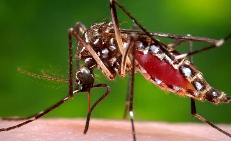 Hay alarma  por dengue