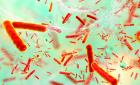 Cuatro muertos por bacteria carnívora