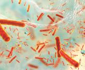 Cuatro muertos por bacteria carnívora