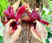 Recolectan ilegalmente una orquídea protegida