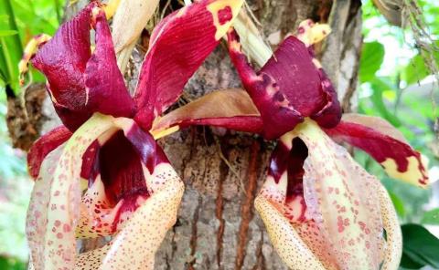 Recolectan ilegalmente una orquídea protegida
