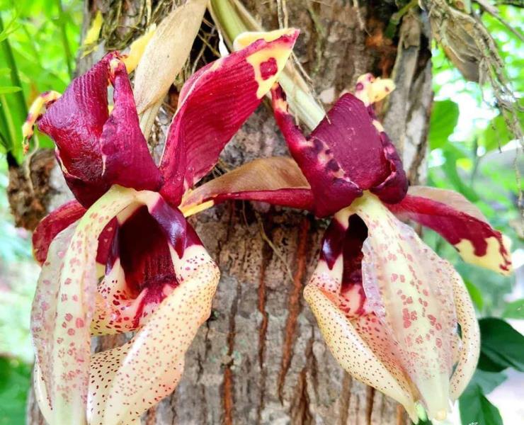 Recolectan ilegalmente una orquídea protegida
