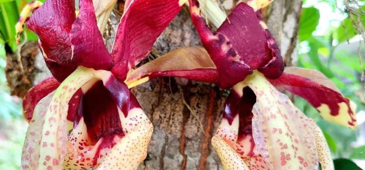 Recolectan ilegalmente una orquídea protegida Recolectan ilegalmente una orquídea protegida