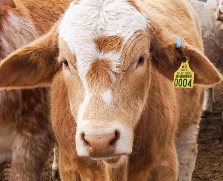 Prohibido movilizar al ganado sin constancia 
