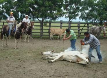 Ley ganadera obliga a refrendar el fierro