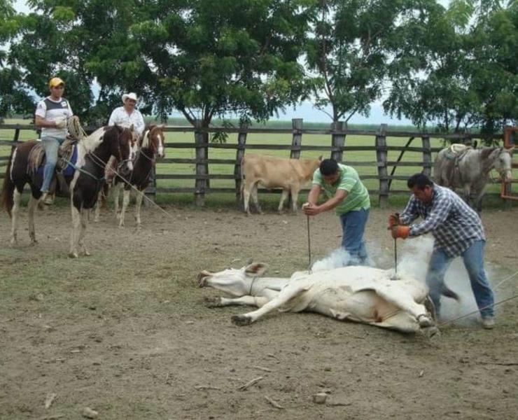 Ley ganadera obliga a refrendar el fierro

