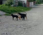 Reportan posible caso de "zoofilia"