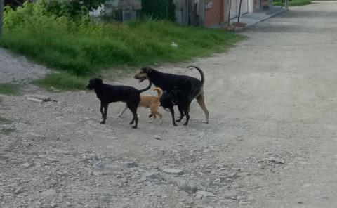 Reportan posible caso de "zoofilia"