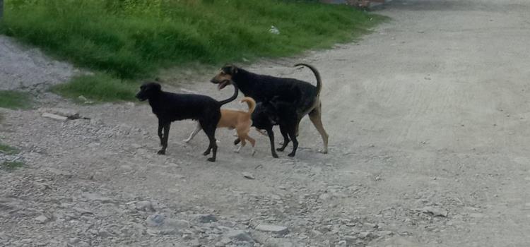 Reportan posible caso de "zoofilia" Reportan posible caso de "zoofilia"