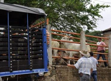 Llama a reforzar vigilancia Sanitaria en transporte de ganado