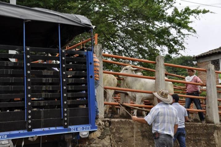 Llama a reforzar vigilancia Sanitaria en transporte de ganado