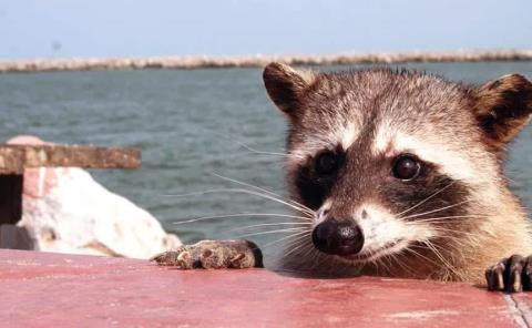 Turista resulta LESIONADO en Playa Miramar; lo MORDIÓ un MAPACHE