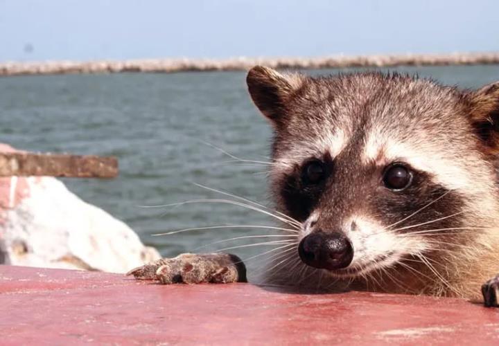 Turista resulta LESIONADO en Playa Miramar; lo MORDIÓ un MAPACHE
