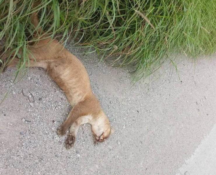 Mueren más onzas por atropellamiento