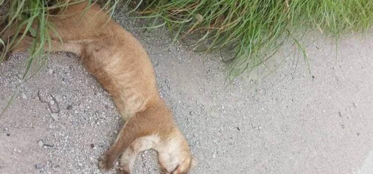 Mueren más onzas por atropellamiento Mueren más onzas por atropellamiento