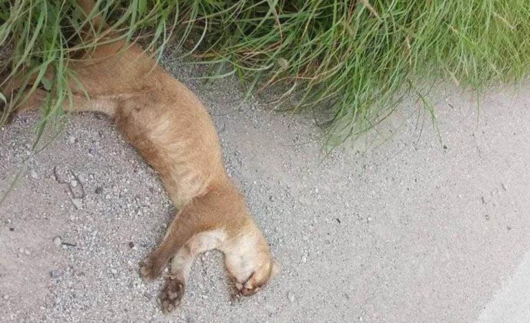 Mueren más onzas por atropellamiento