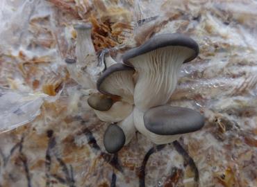 Destacan el cultivo de hongos comestibles