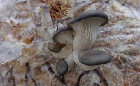 Destacan el cultivo de hongos comestibles