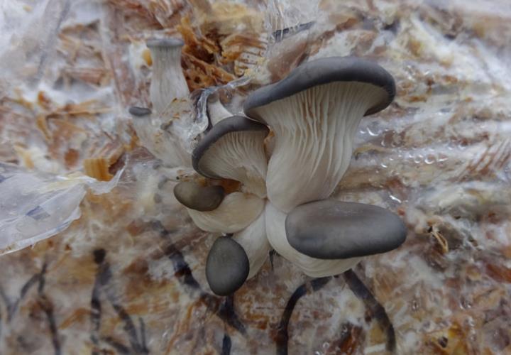 Destacan el cultivo de hongos comestibles
