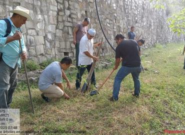 Suma 23 días consecutivos de reforestación comunitaria