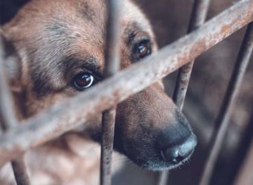 Axtla entre los municipios con más casos de maltrato animal: Huellitas