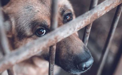 Axtla entre los municipios con más casos de maltrato animal: Huellitas
