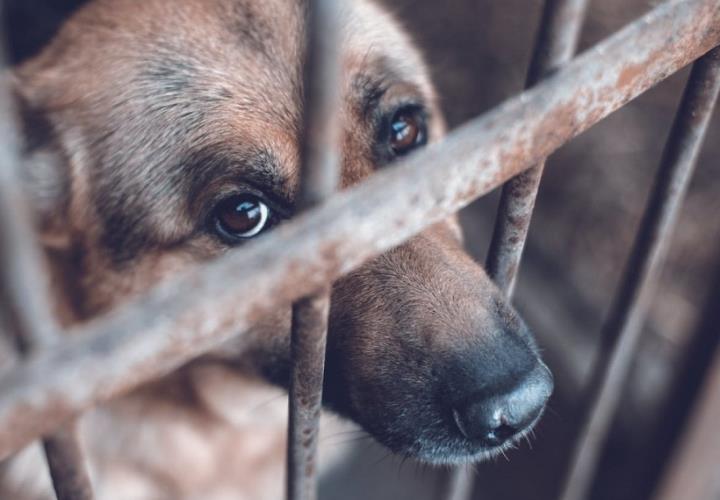 Axtla entre los municipios con más casos de maltrato animal: Huellitas