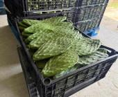 Exportarán  nopal a EU