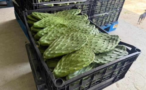 Exportarán  nopal a EU
