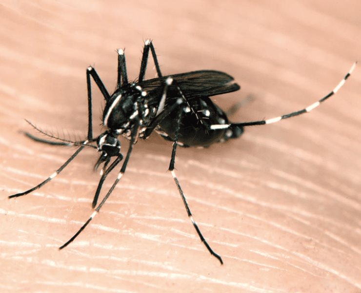 Exhortan a prevenir los casos de dengue