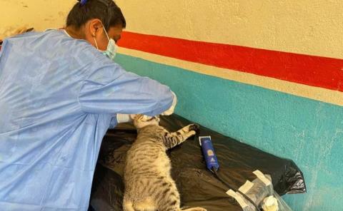 Programan jornadas de esterilización de mascotas para erradicar la sobrepoblación
