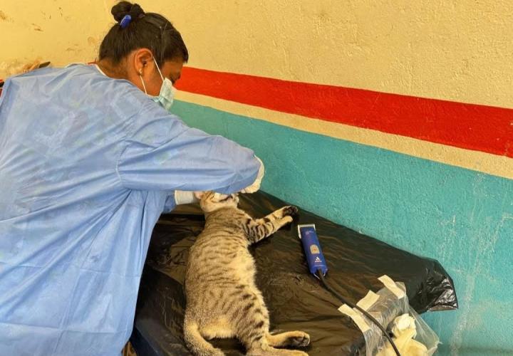Programan jornadas de esterilización de mascotas para erradicar la sobrepoblación