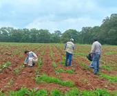 Hay proyectos en  control de plagas